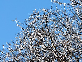 冬季,雪,天空