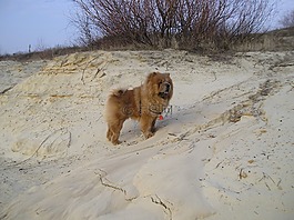 動物,狗,寵物