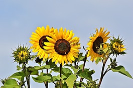 太阳花,花,黄色花