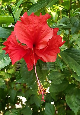 槿,紅色,花
