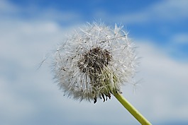 成熟水果,蒲公英,普通的蒲公英