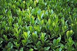 植物,格林一家,叶子