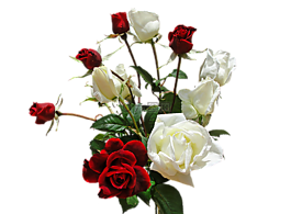 花束,玫瑰,鮮花