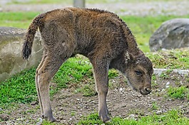 wisent,欧洲野牛,有角的