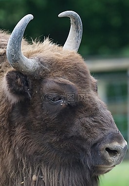 wisent,欧洲野牛,有角的