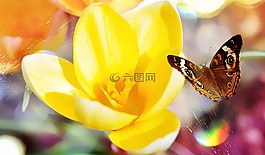 藏紅花,花,春天的花