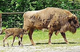 wisent,欧洲野牛,有角的