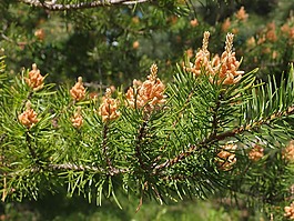 松,針,鮮花