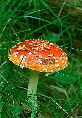 鵝膏菌,蘑菇,森林