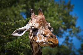 長頸鹿,動物,動物園