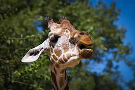 長(zhǎng)頸鹿,動(dòng)物,動(dòng)物園