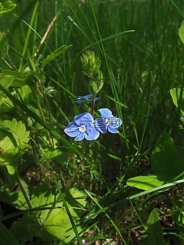 草,綠黨,5 月