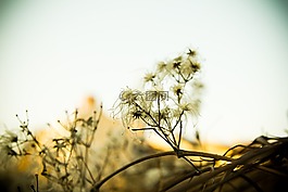 填充,法國,鮮花