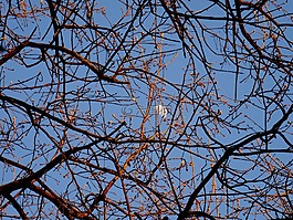 luna,分支機(jī)構(gòu),一天