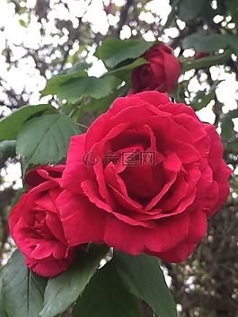 玫瑰,紅色,紅玫瑰