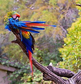 鳥,性質(zhì),動物區(qū)系