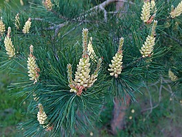 松,針,鮮花