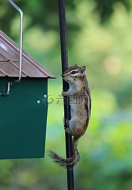 松鼠,野生動物,動物