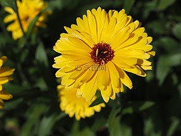 花,黃色,性質(zhì)