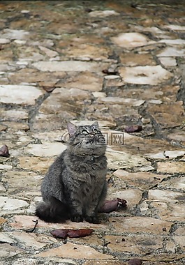 猫,加塔,宠物