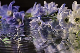 花,鮮花,紫色花
