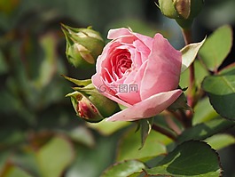 玫瑰,性質(zhì),紅色