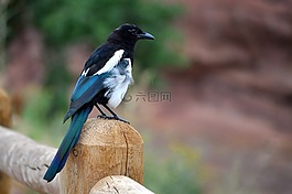 喜鵲,鳥,野生動物