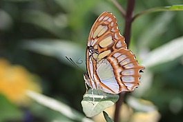 蝴蝶,昆蟲,動物