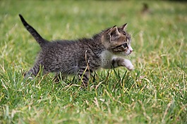 小猫,猫,弗利纳