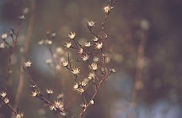 死亡,鮮花,冬天