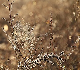蜘蛛网,露水,潮湿