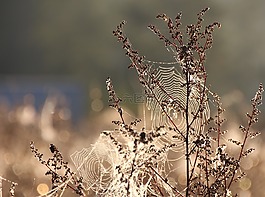 蜘蛛網(wǎng),露水,潮濕