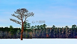 冬天,樹(shù),多彩