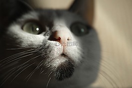貓,眼睛,動物肖像