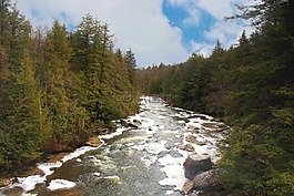 河,松,树