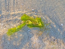 海藻,植被,沙