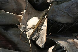 動物,性質(zhì),蜥蜴
