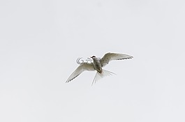 鳥,天空,自然