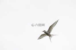 鳥,天空,自然