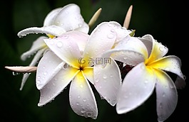 鮮花,自然,花瓣