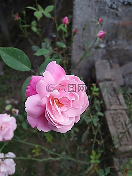 花,植物區(qū)系,自然