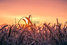 麥田,日落,背光