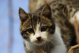 貓,動物,概述