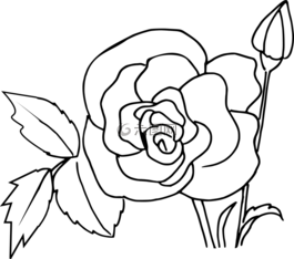 玫瑰着色,花,手绘图