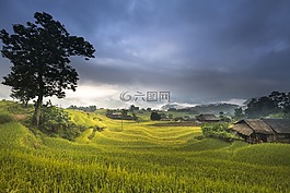 越南,露臺,米