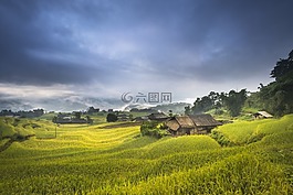 越南,露臺,米