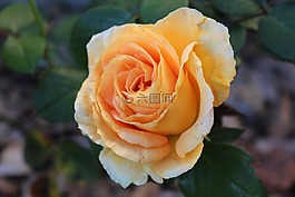 性質(zhì),鮮花,粉色