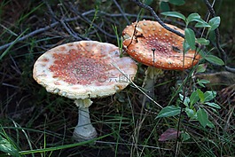 蘑菇,紅色,發(fā)現(xiàn)