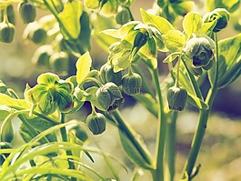 hellebores犯规,hellebores,鲜花