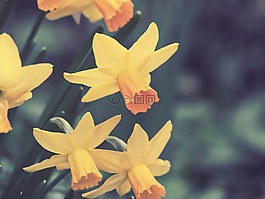 水仙,花,春天